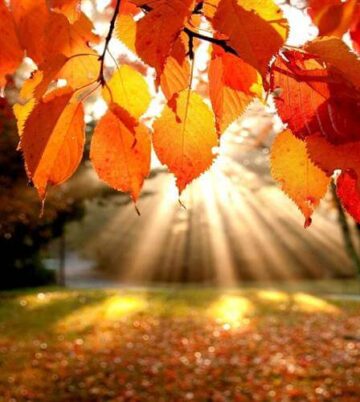 Sunlit autumn leaves at peaceful Hamlet Court Hotel garden.