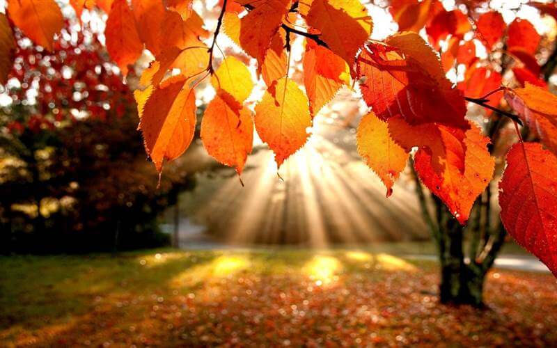 Sunlit autumn leaves at peaceful Hamlet Court Hotel garden.