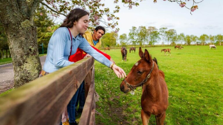 Guests enjoying a sunny day, petting foals in a lush green meadow at Hamlet Court Hotel.