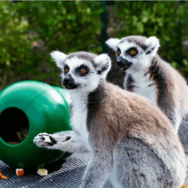 Lemurs playing on a table in a lush garden at Hamlet Court Hotel.